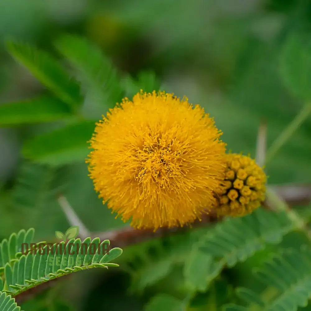 Acacia Farnesiana - Sweet Seeds For Planting Fragrant Yellow Flowers