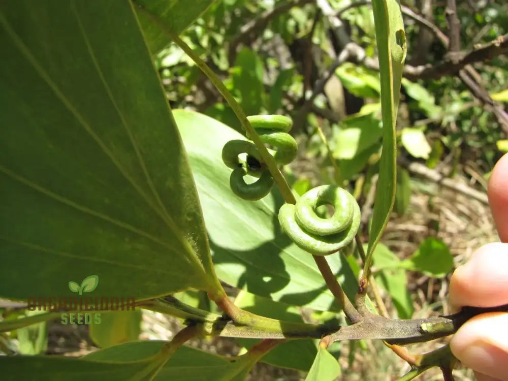 Acacia Mangium Seeds Cultivate Your Own Sustainable Timber Source