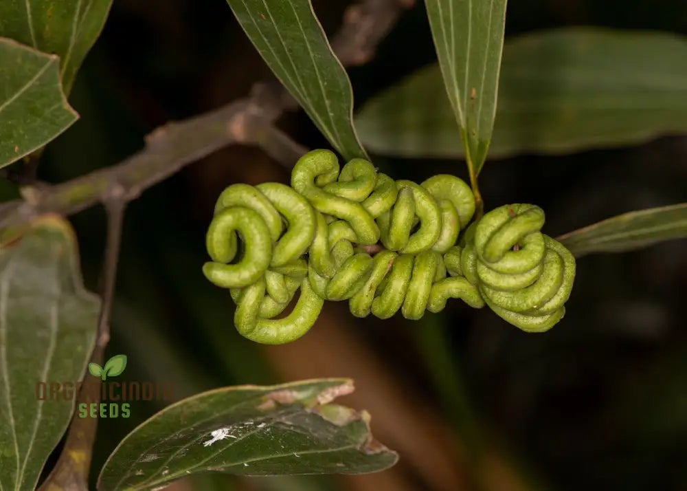 Acacia Mangium Seeds Cultivate Your Own Sustainable Timber Source