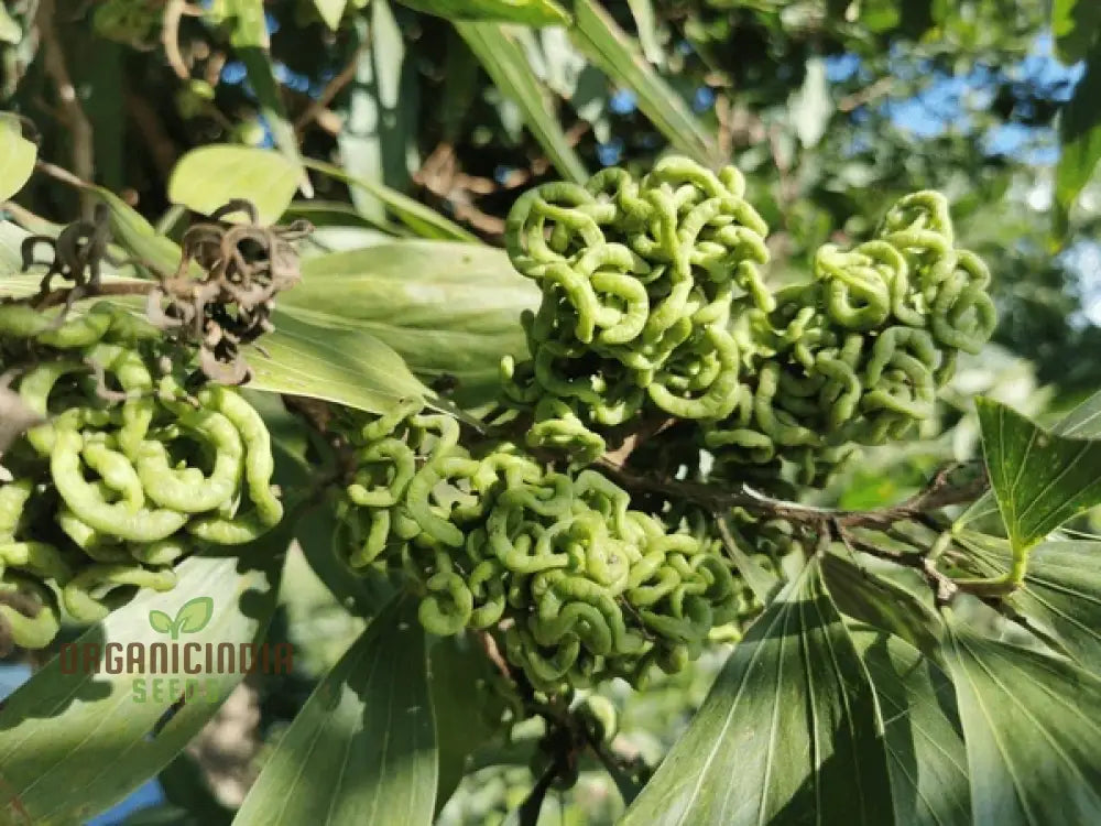 Acacia Mangium Seeds Cultivate Your Own Sustainable Timber Source