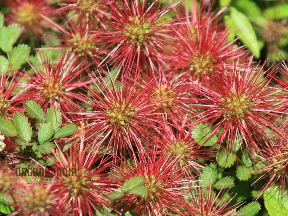 Acaena Caesiiglauca Seeds Delicate Ground Cover For Your Garden