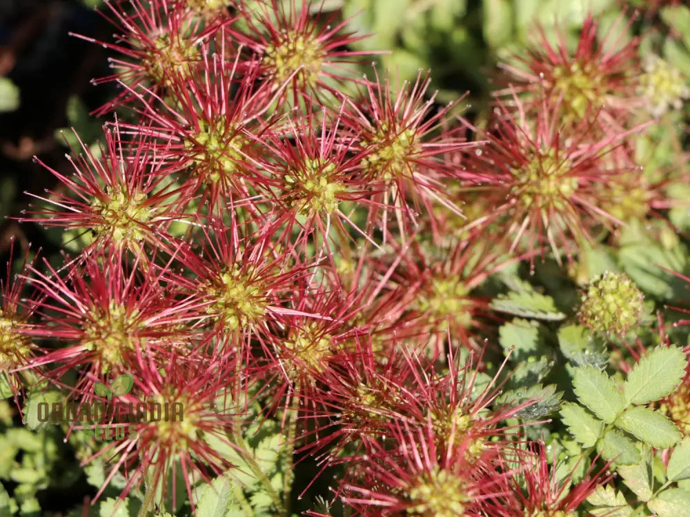 Acaena Caesiiglauca Seeds Delicate Ground Cover For Your Garden