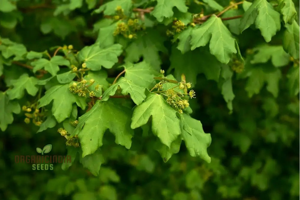 Acer Campestre Seeds Field Maple Elegant And Hardy Tree For Your Landscape