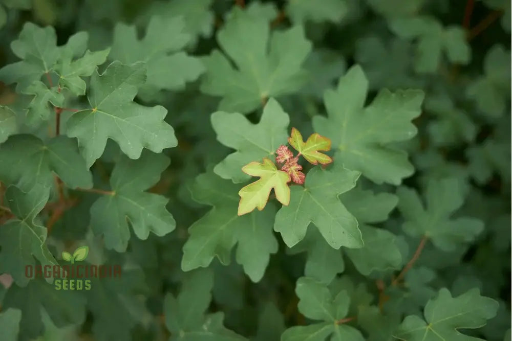 Acer Campestre Seeds Field Maple Elegant And Hardy Tree For Your Landscape