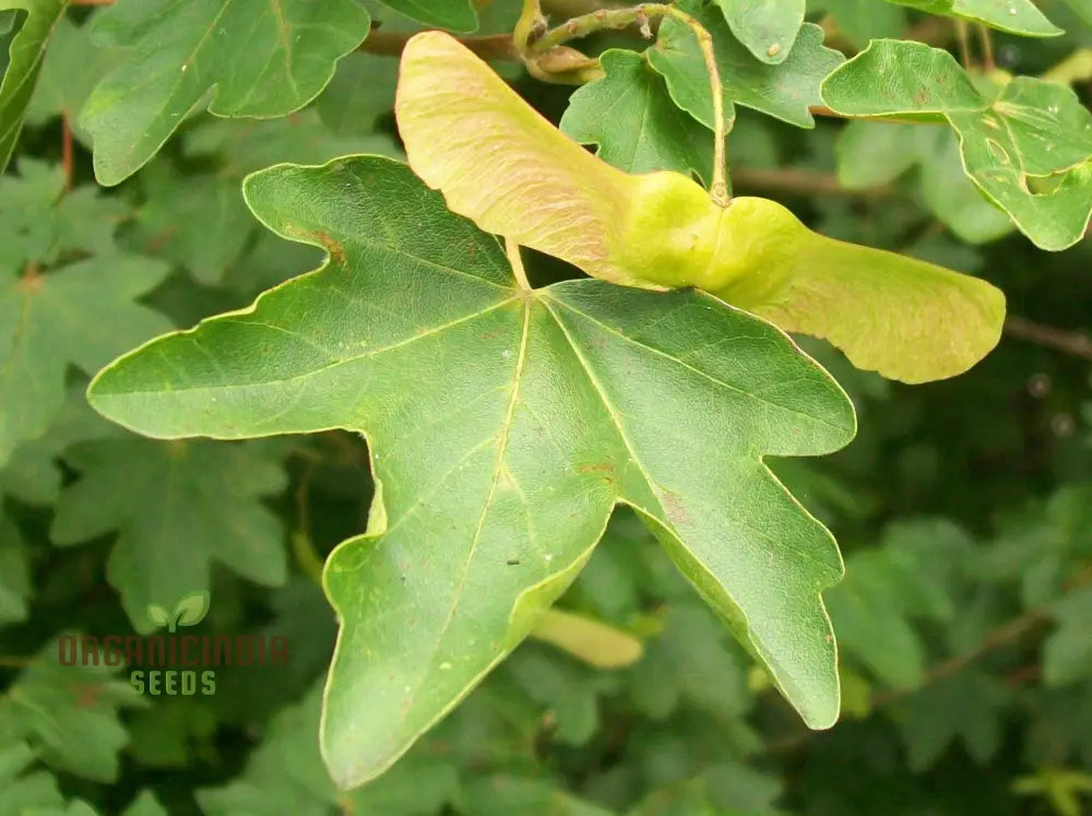 Acer Campestre Seeds Field Maple Elegant And Hardy Tree For Your Landscape