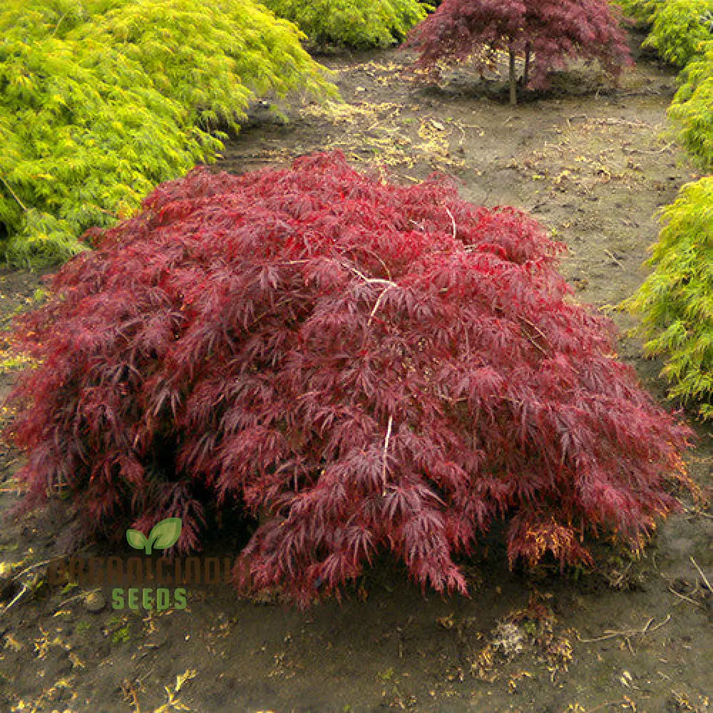 Acer Palmatum Dissectum Pendula Nana Seeds - Dwarf Japanese Maple With Graceful Weeping Foliage