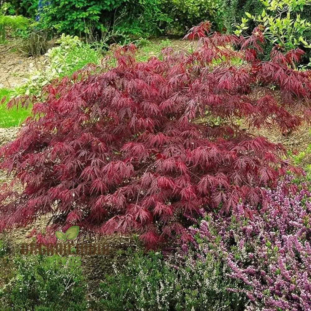 Acer Palmatum Dissectum Pendula Nana Seeds - Dwarf Japanese Maple With Graceful Weeping Foliage