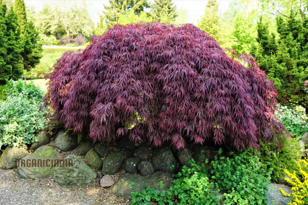 Acer Palmatum Dissectum Pendula Nana Seeds - Dwarf Japanese Maple With Graceful Weeping Foliage