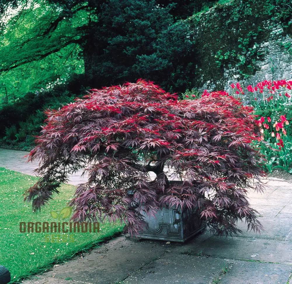 Acer Palmatum Dissectum Pendula Nana Seeds - Dwarf Japanese Maple With Graceful Weeping Foliage