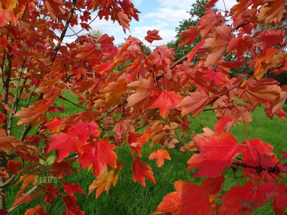 Acer Rubrum Seeds - Vibrant Red Maple For Stunning Fall Color In Your Garden