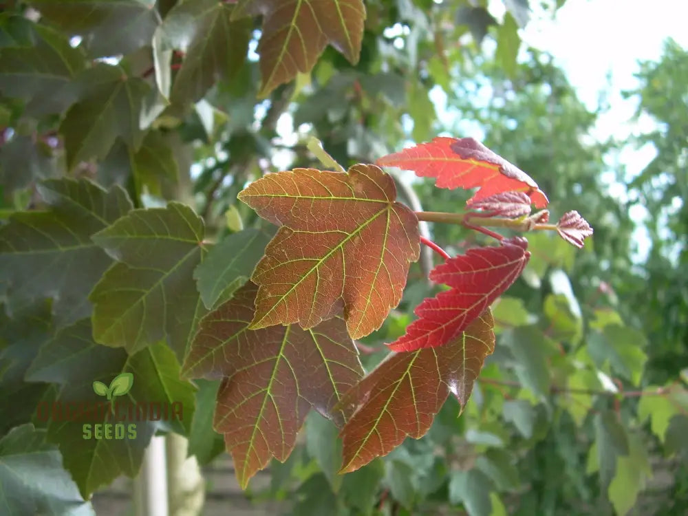 Acer Rubrum Seeds - Vibrant Red Maple For Stunning Fall Color In Your Garden