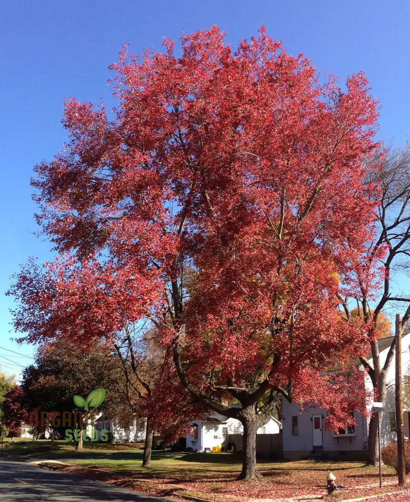 Acer Rubrum Seeds - Vibrant Red Maple For Stunning Fall Color In Your Garden