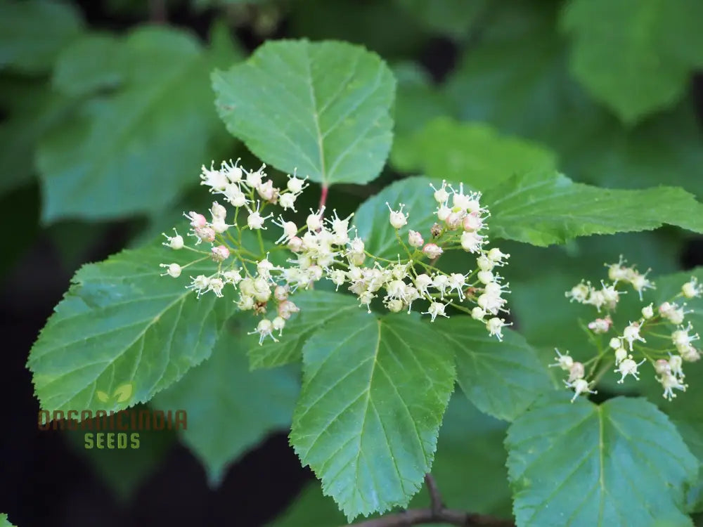 Acer Tataricum Seeds - Add Elegance To Your Landscape With Tartarian Maple