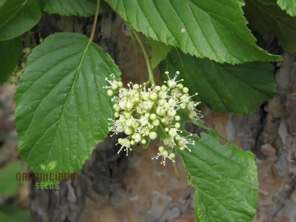 Acer Tataricum Seeds - Add Elegance To Your Landscape With Tartarian Maple