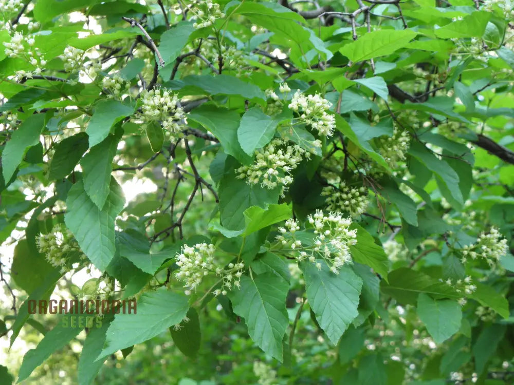 Acer Tataricum Seeds - Add Elegance To Your Landscape With Tartarian Maple