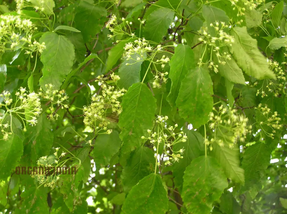 Acer Tataricum Seeds - Add Elegance To Your Landscape With Tartarian Maple