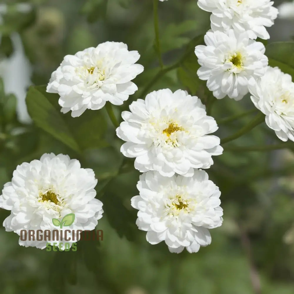 Achillea Ballerina Seeds - Grow Elegant And Graceful Yarrow Flowers In Your Garden