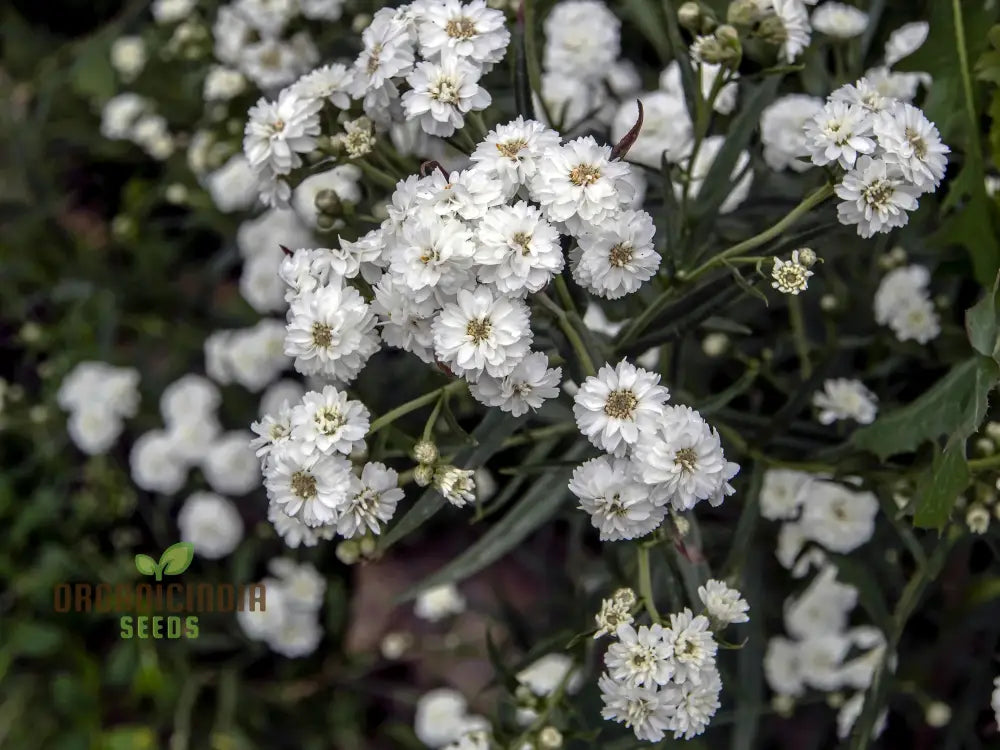 Achillea Ballerina Seeds - Grow Elegant And Graceful Yarrow Flowers In Your Garden