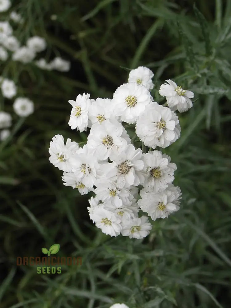 Achillea Ballerina Seeds - Grow Elegant And Graceful Yarrow Flowers In Your Garden