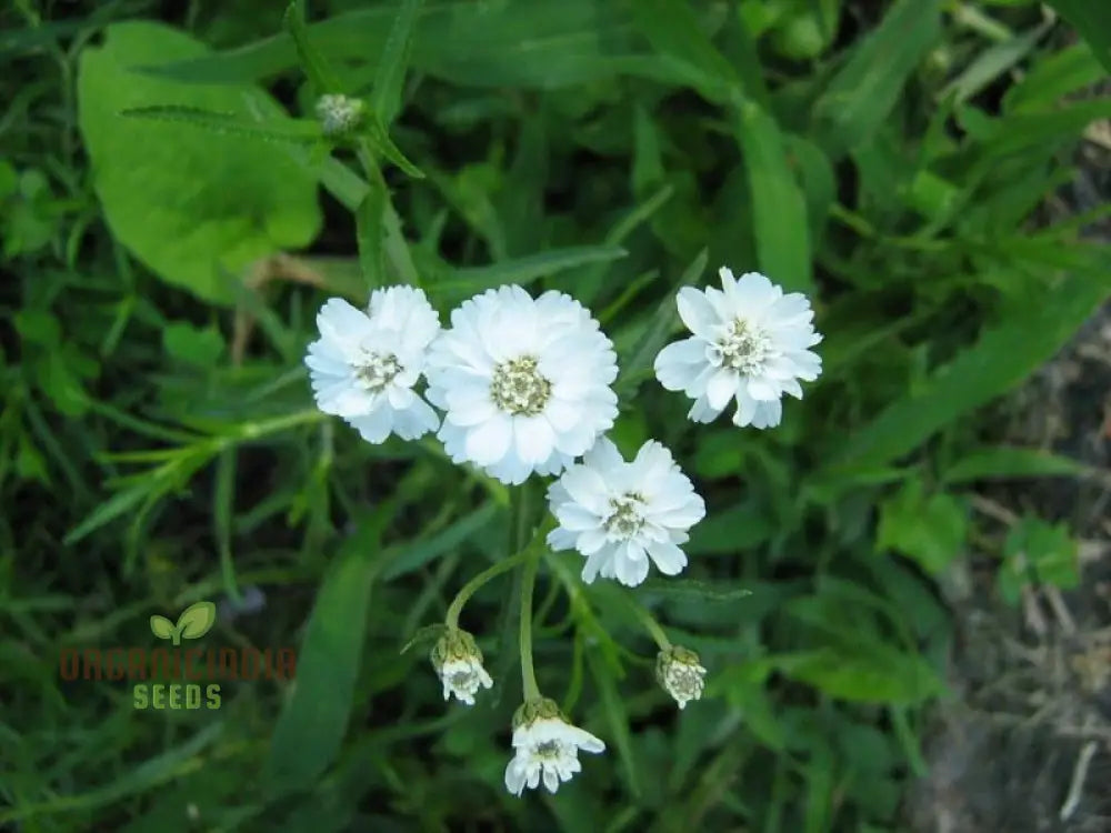 Achillea Ballerina Seeds - Grow Elegant And Graceful Yarrow Flowers In Your Garden