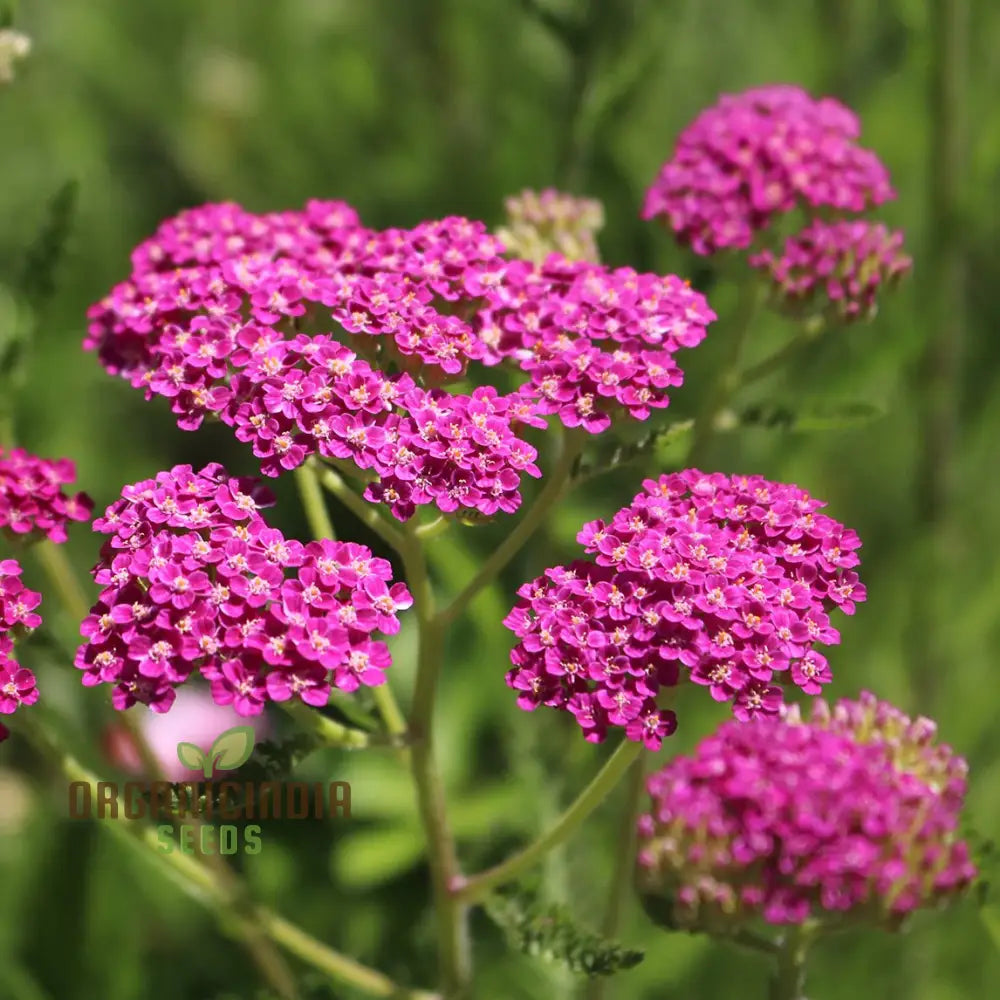 Achillea Cerise Queen Seeds - Grow Beautiful And Vibrant Yarrow Flowers In Your Garden