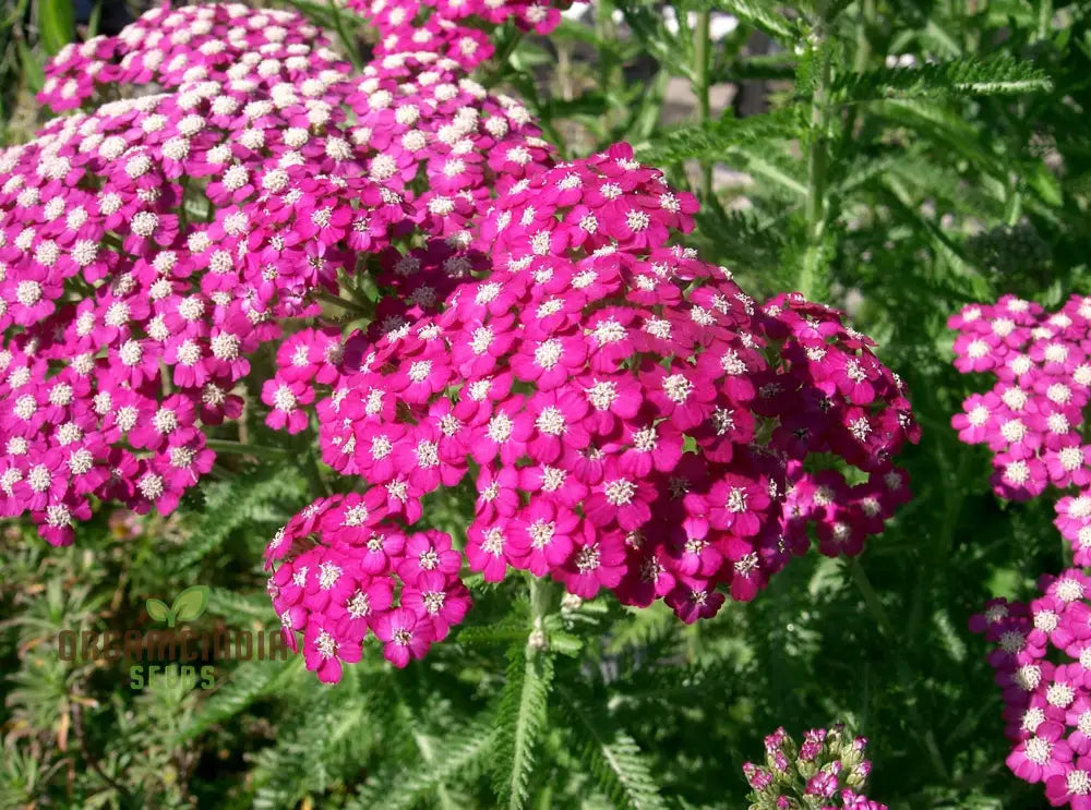 Achillea Cerise Queen Seeds - Grow Beautiful And Vibrant Yarrow Flowers In Your Garden