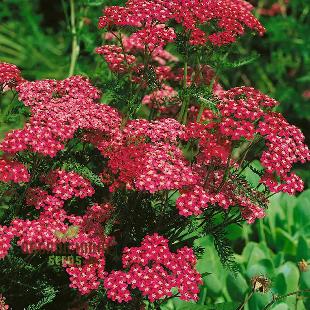 Achillea Cerise Queen Seeds - Grow Beautiful And Vibrant Yarrow Flowers In Your Garden