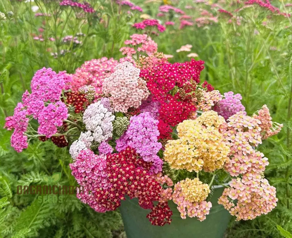 Achillea Flowerburst Fruit Bowl Mixed Seeds - Grow A Colorful And Vibrant Mix Of Flowers In Your