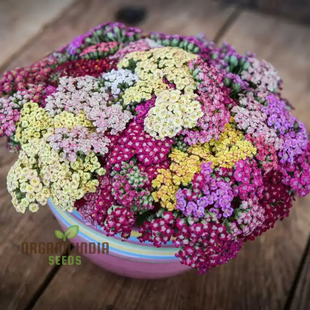 Achillea Flowerburst Fruit Bowl Mixed Seeds - Grow A Colorful And Vibrant Mix Of Flowers In Your