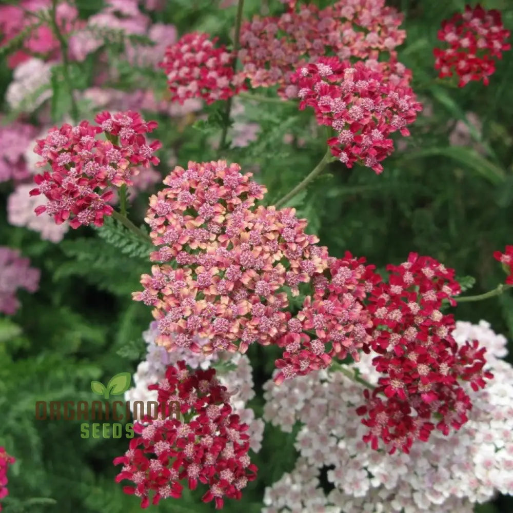 Achillea Flowerburst Fruit Bowl Mixed Seeds - Grow A Colorful And Vibrant Mix Of Flowers In Your