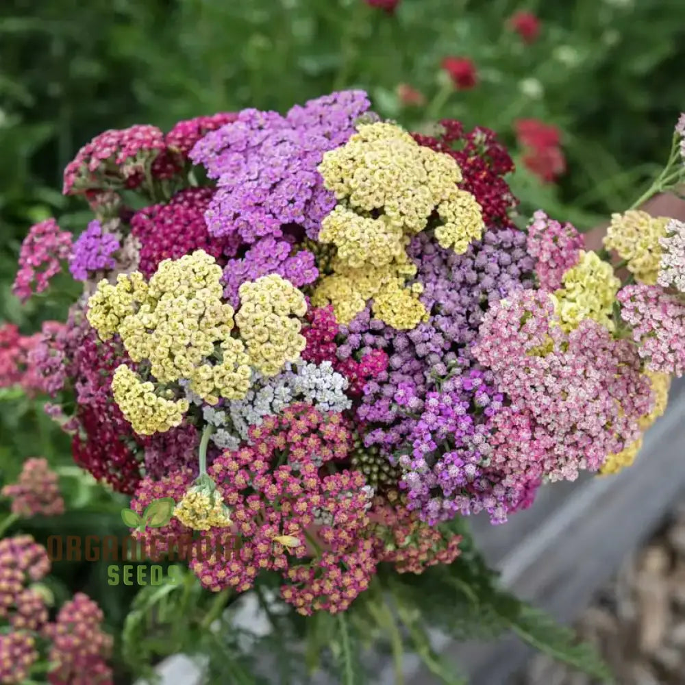 Achillea Flowerburst Fruit Bowl Mixed Seeds - Grow A Colorful And Vibrant Mix Of Flowers In Your