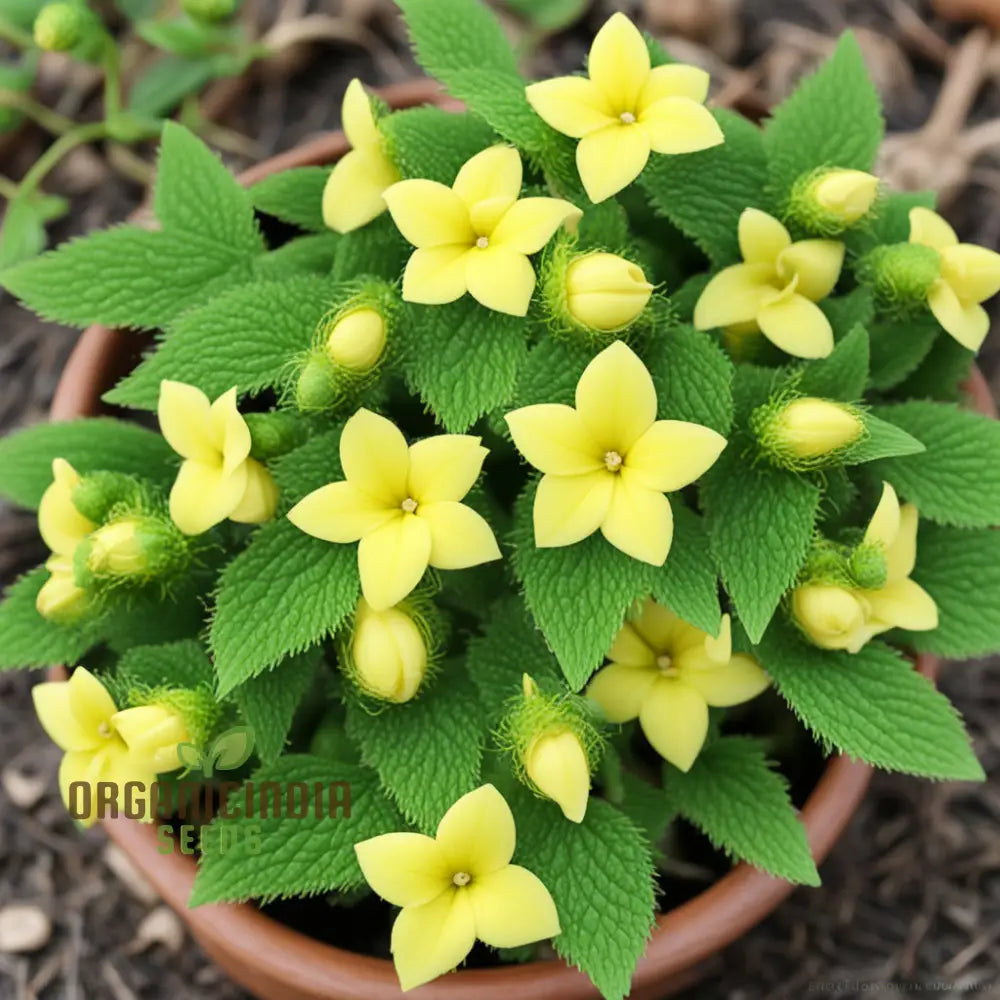 Achimenes Limoncello Flower Seeds Bright And Cheerful Blooms For Vibrant Gardens Annuals