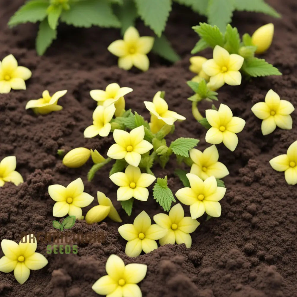 Achimenes Limoncello Flower Seeds Bright And Cheerful Blooms For Vibrant Gardens Annuals