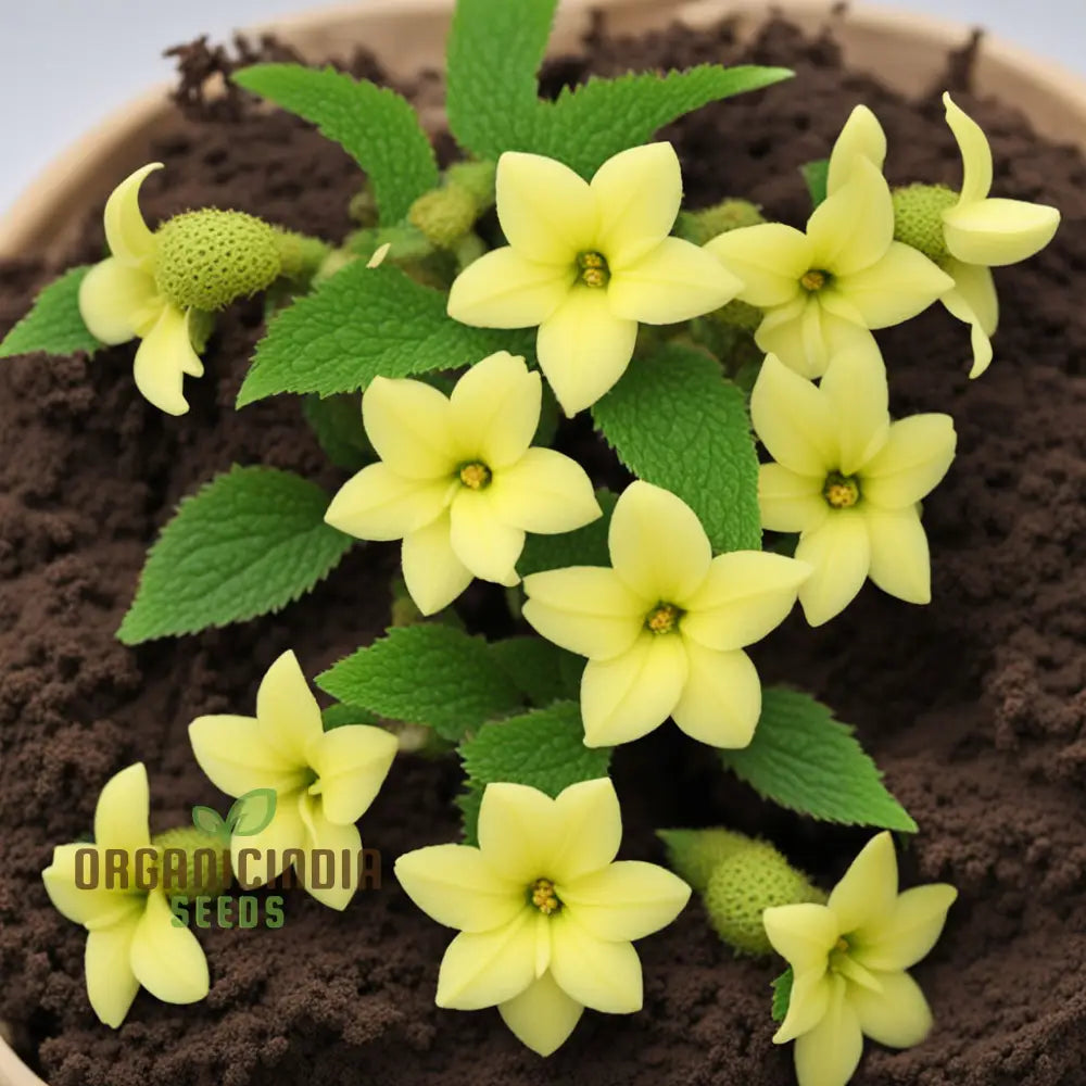 Achimenes Limoncello Flower Seeds Bright And Cheerful Blooms For Vibrant Gardens Annuals