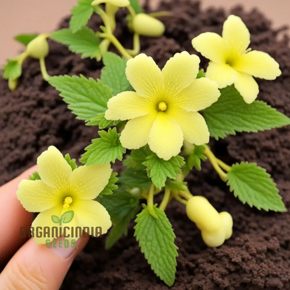 Achimenes Limoncello Flower Seeds Bright And Cheerful Blooms For Vibrant Gardens Annuals