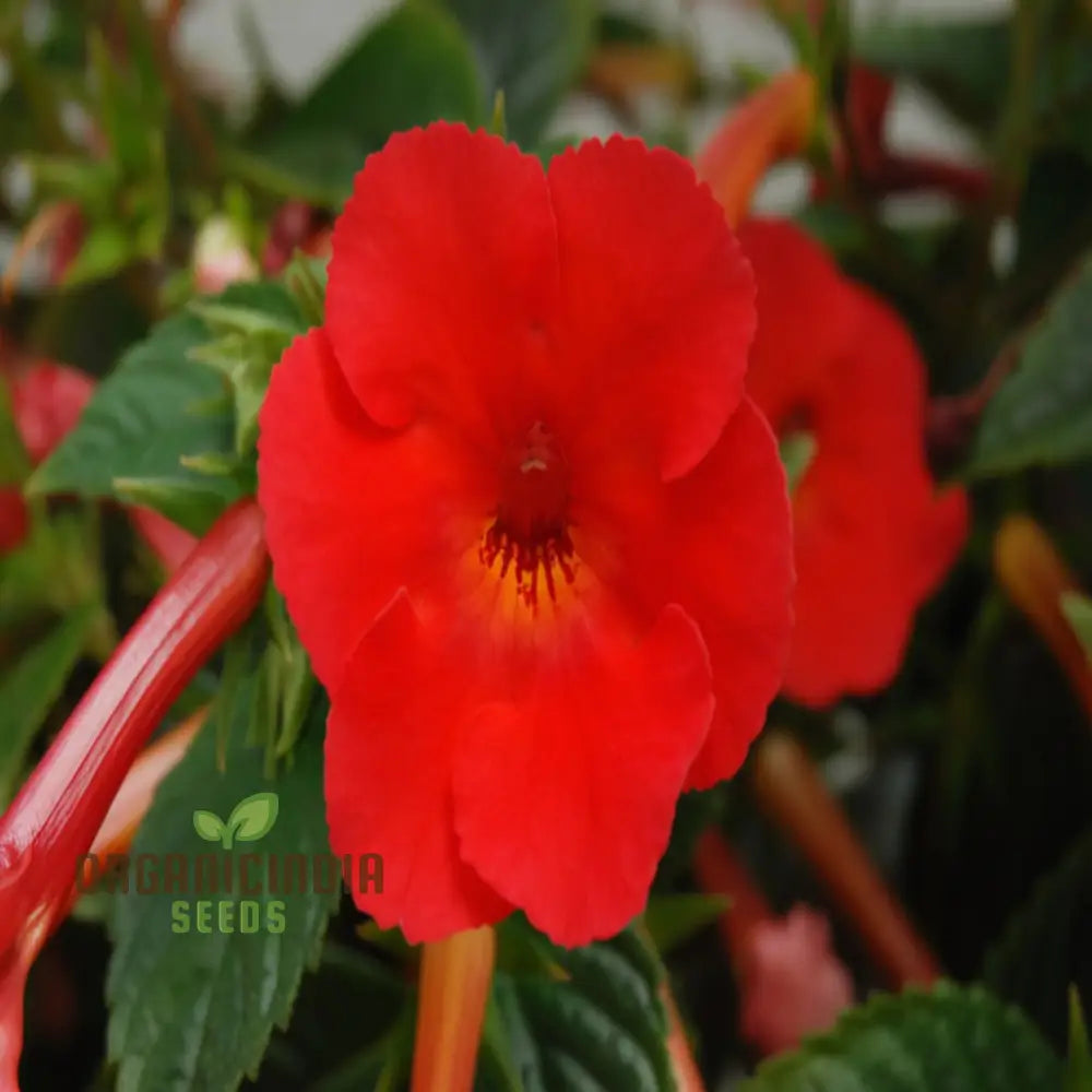 Achimenes ’S Sunburst Northwood Flower Seeds Exquisite Blooms To Brighten Your Garden Annuals