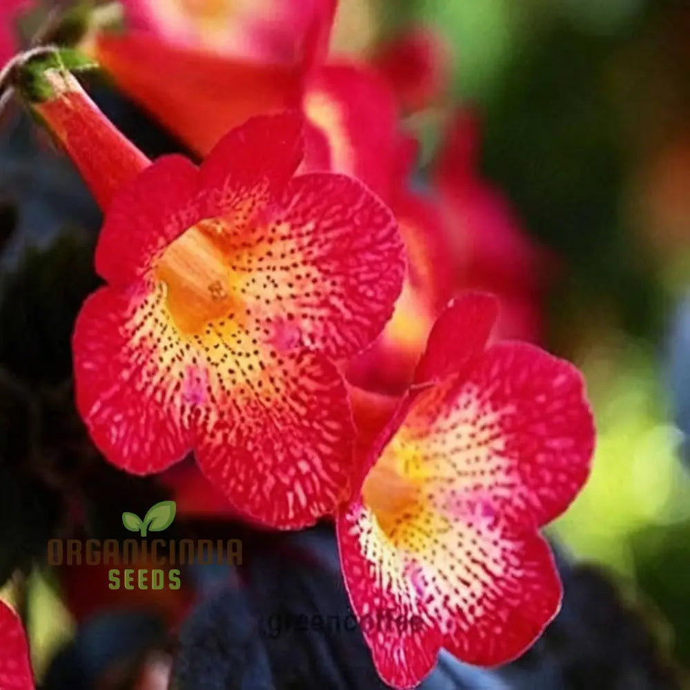 Achimenes ’S Sunburst Northwood Flower Seeds Exquisite Blooms To Brighten Your Garden Annuals