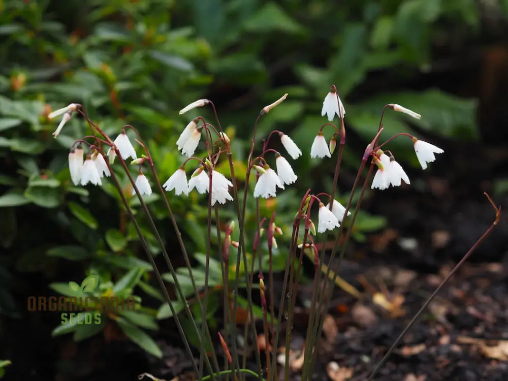 Acis Autumnalis Flower Seeds A Delicate Autumn Charm For Your Garden