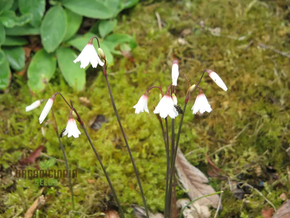 Acis Autumnalis Flower Seeds A Delicate Autumn Charm For Your Garden