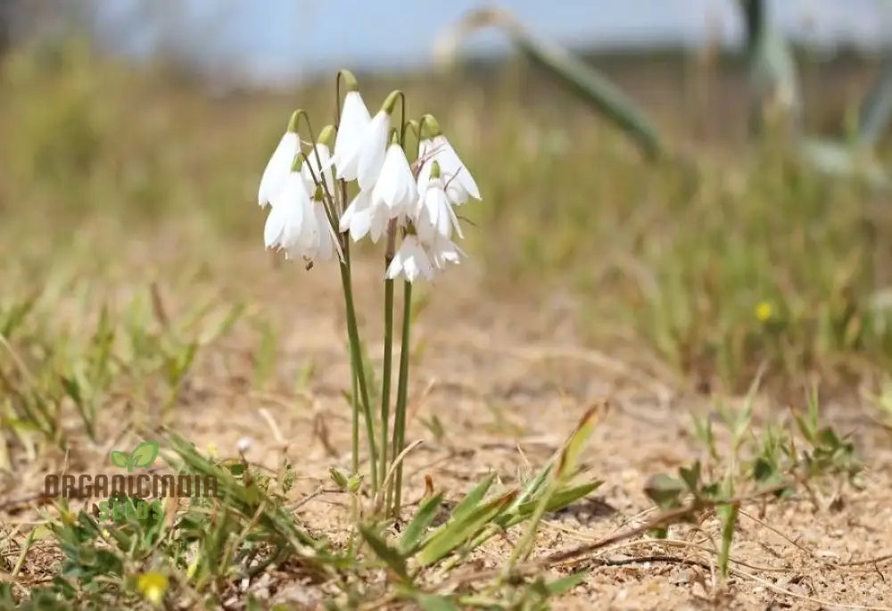 Acis Autumnalis Flower Seeds A Delicate Autumn Charm For Your Garden