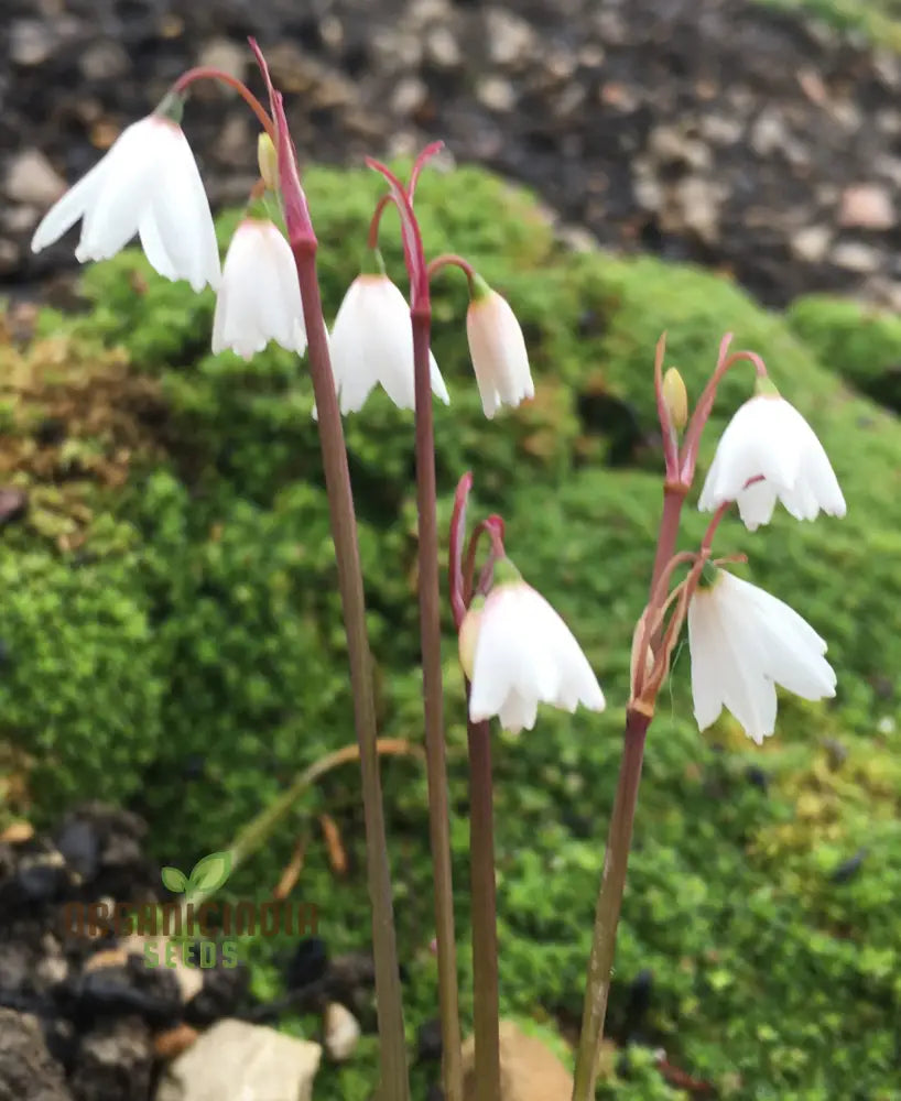 Acis Autumnalis Flower Seeds A Delicate Autumn Charm For Your Garden