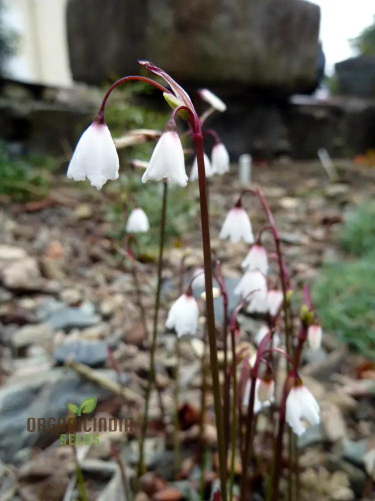 Acis Autumnalis Flower Seeds A Delicate Autumn Charm For Your Garden