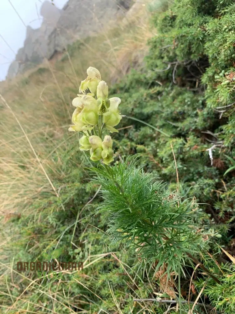 Aconitum Anthora Seeds A Stunning Addition To Your Garden For Planting