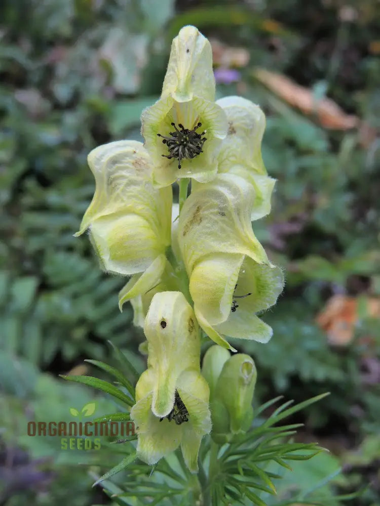 Aconitum Anthora Seeds A Stunning Addition To Your Garden For Planting