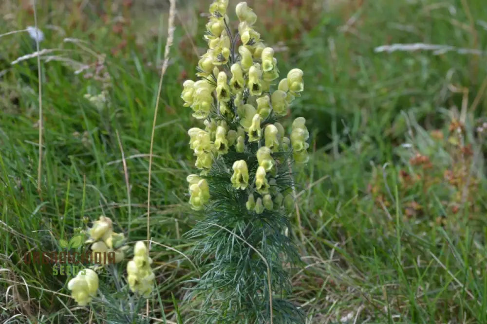 Aconitum Anthora Seeds A Stunning Addition To Your Garden For Planting