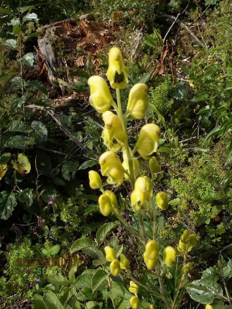 Aconitum Anthora Seeds A Stunning Addition To Your Garden For Planting