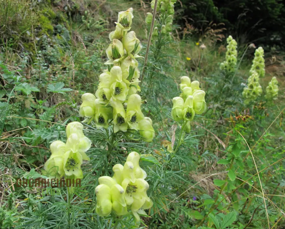 Aconitum Anthora Seeds A Stunning Addition To Your Garden For Planting