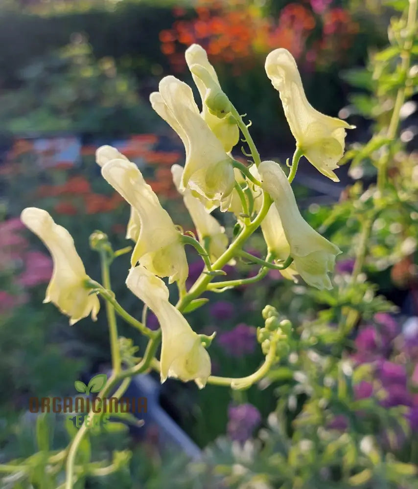 Aconitum Lamarckii Seeds Enchant Your Garden With Its Graceful Beauty