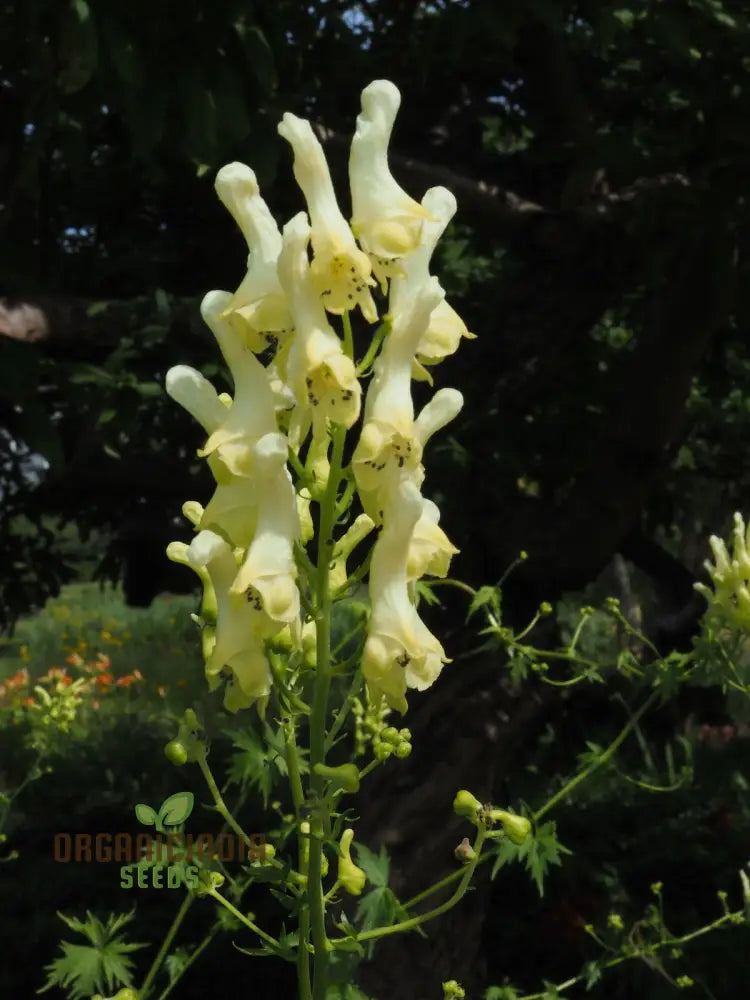 Aconitum Lamarckii Seeds Enchant Your Garden With Its Graceful Beauty