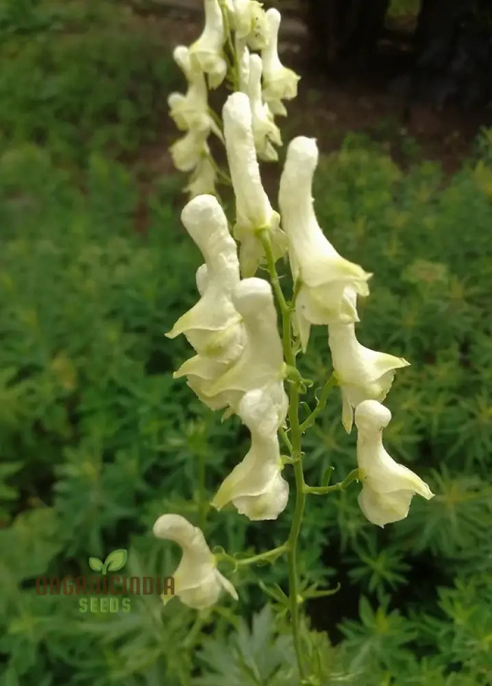 Aconitum Lamarckii Seeds Enchant Your Garden With Its Graceful Beauty